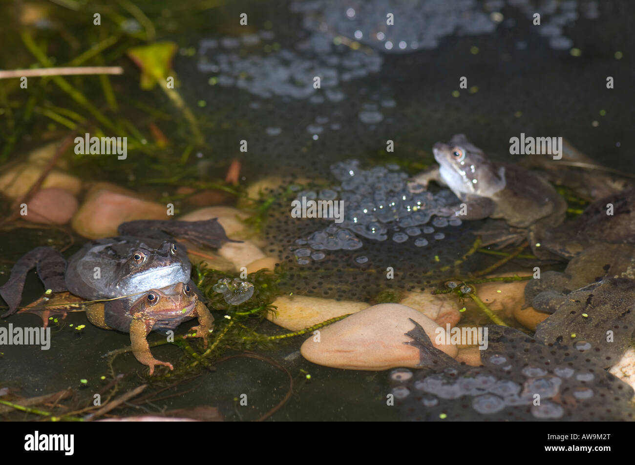 frogs mating surrounded by frogspawn Stock Photo - Alamy