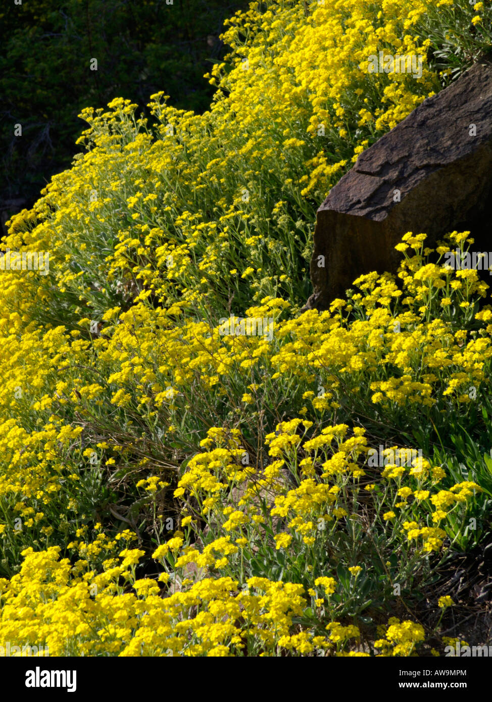 Golden alyssum (Aurinia saxatilis syn. Alyssum saxatile) Stock Photo