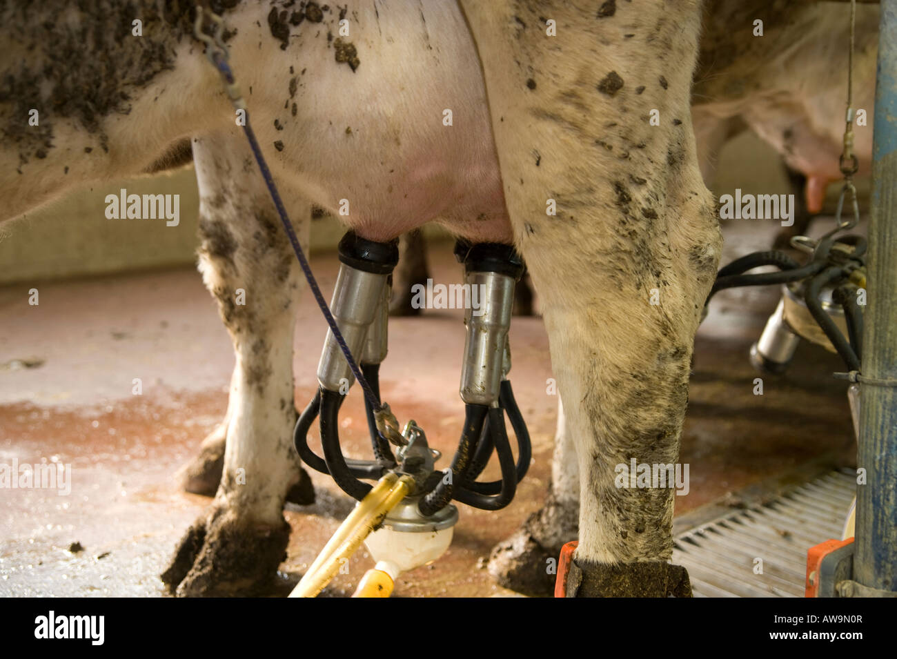 Israel cows in dairy farm Milking the cows Stock Photo Alamy