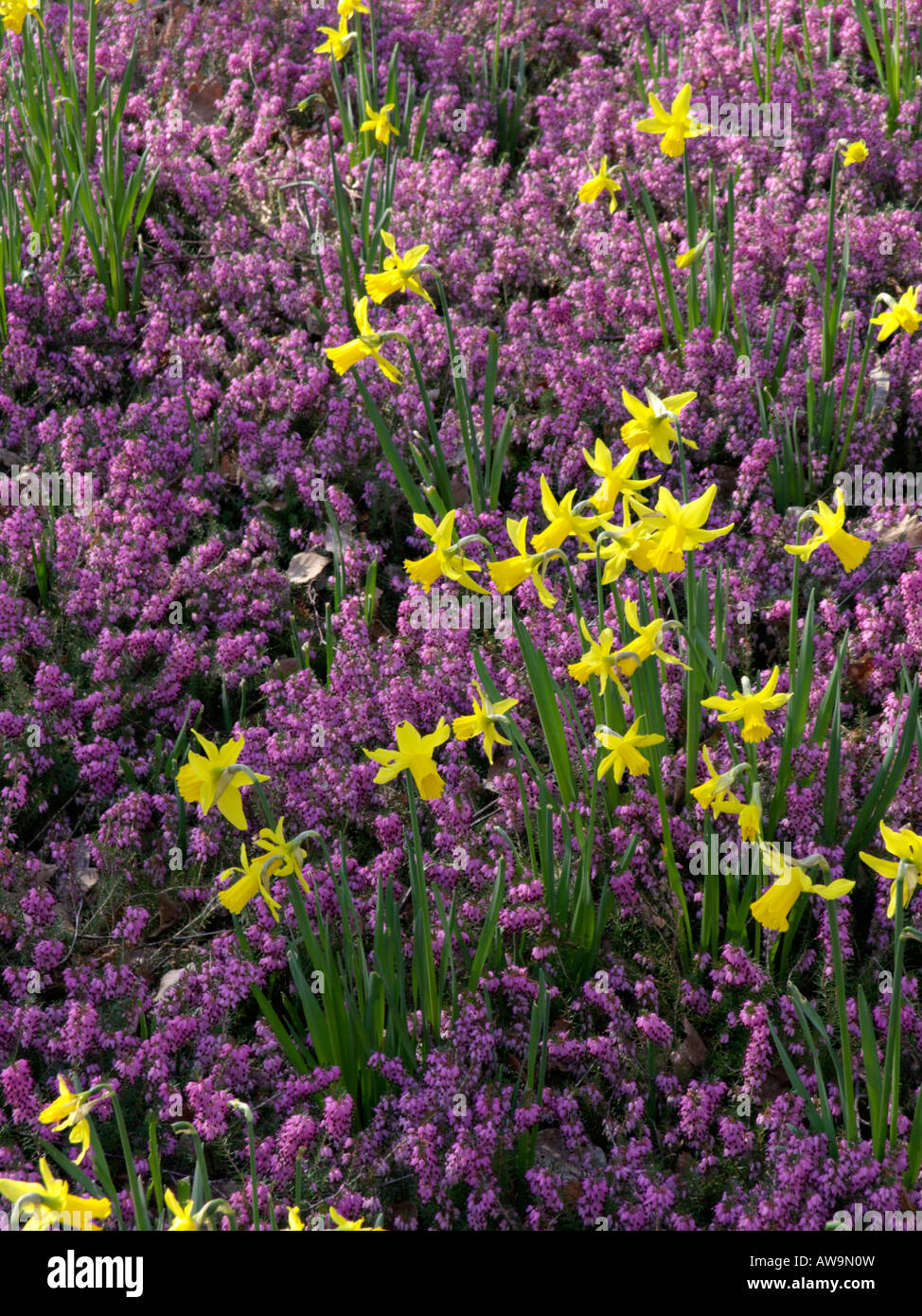 Daffodils (Narcissus) and winter heather (Erica carnea syn. Erica