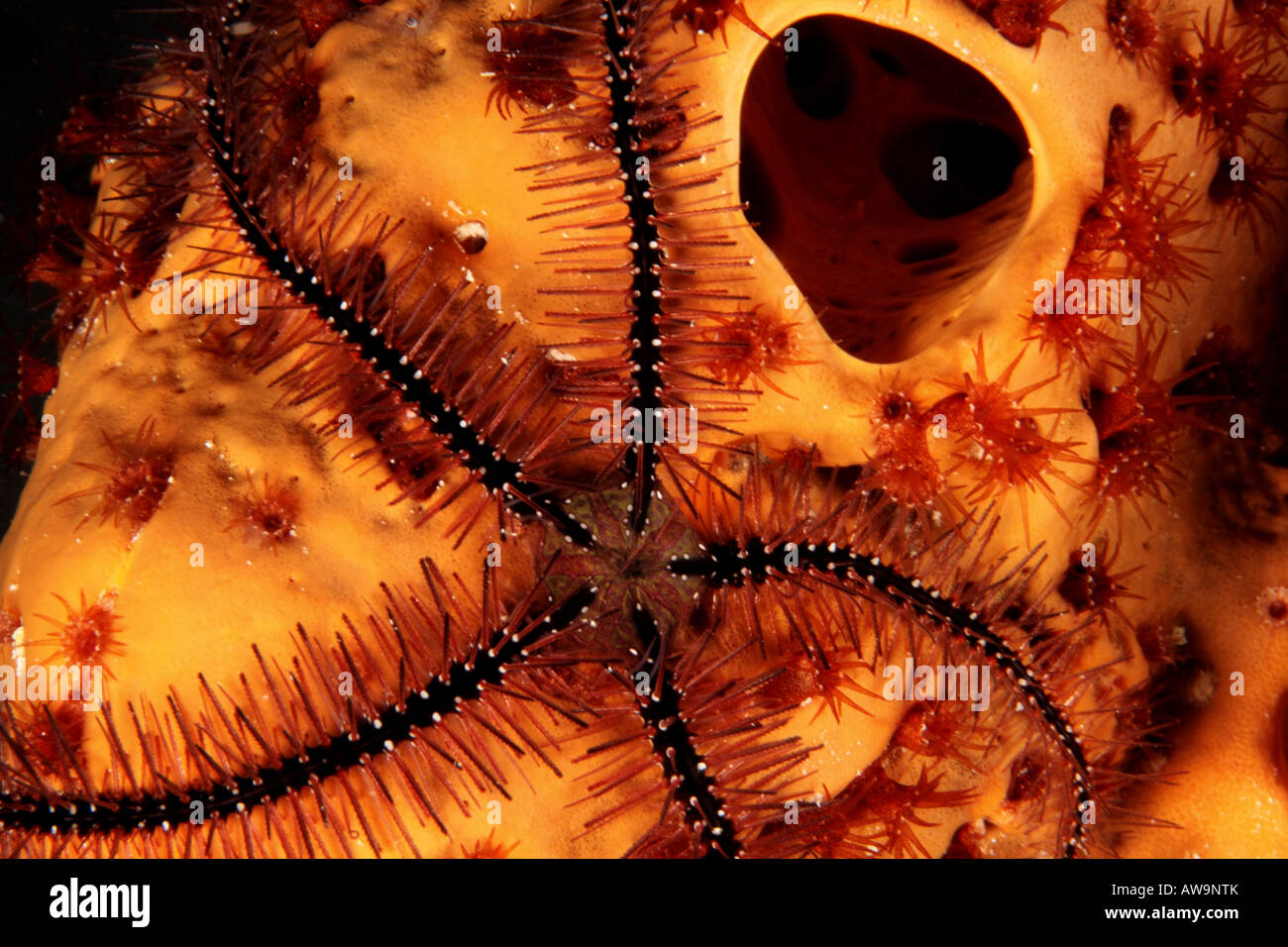 Sponge brittle star ophiothrix suensonti Stock Photo