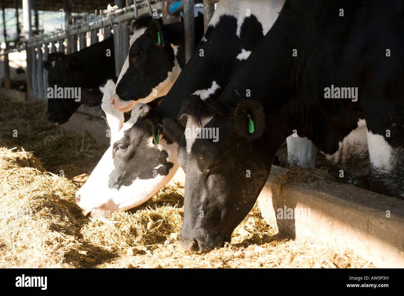 Israel cows in dairy farm feeding the animals Stock Photo Alamy
