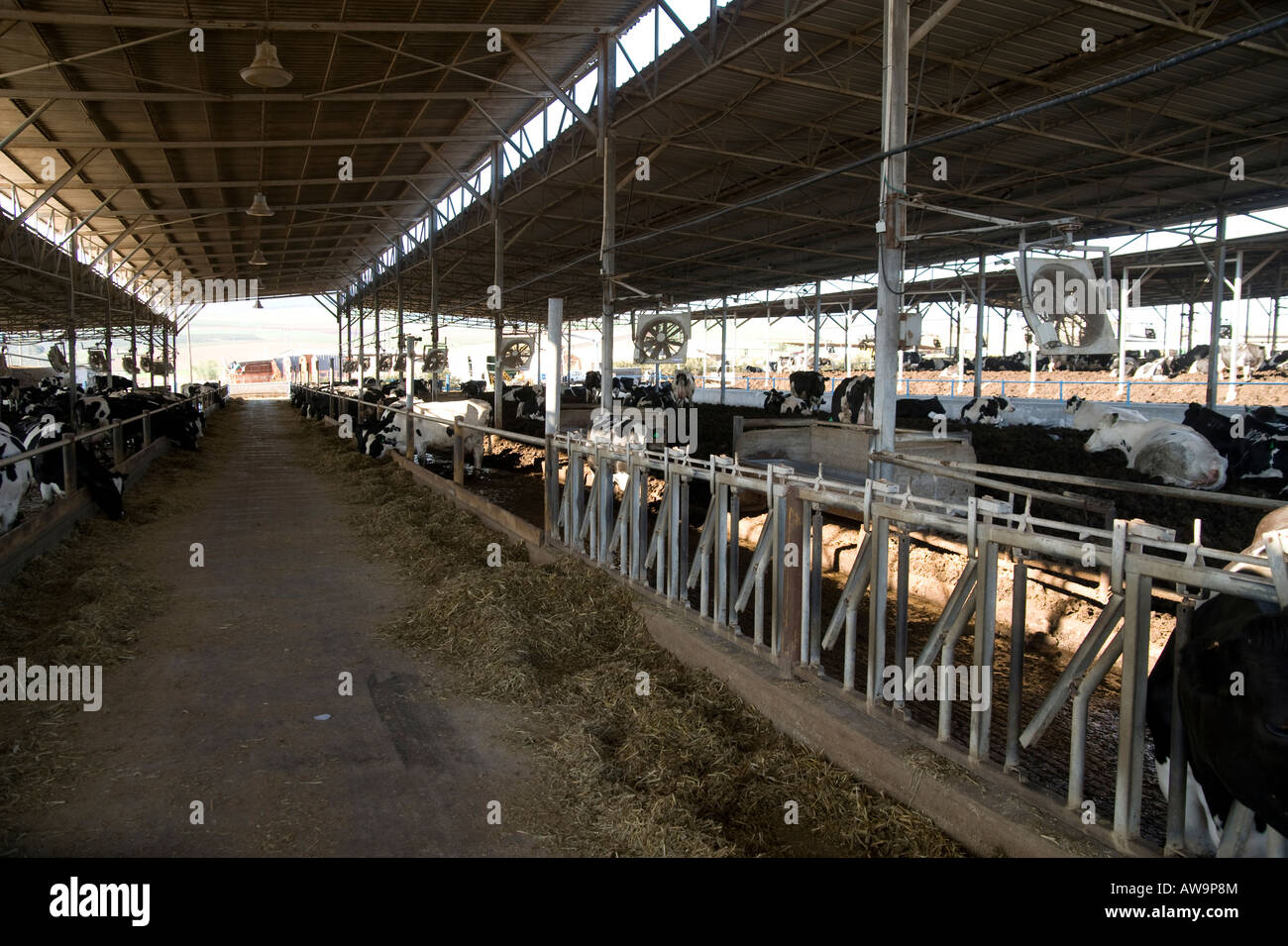 Israel cows in dairy farm the animals in a pen Stock Photo Alamy
