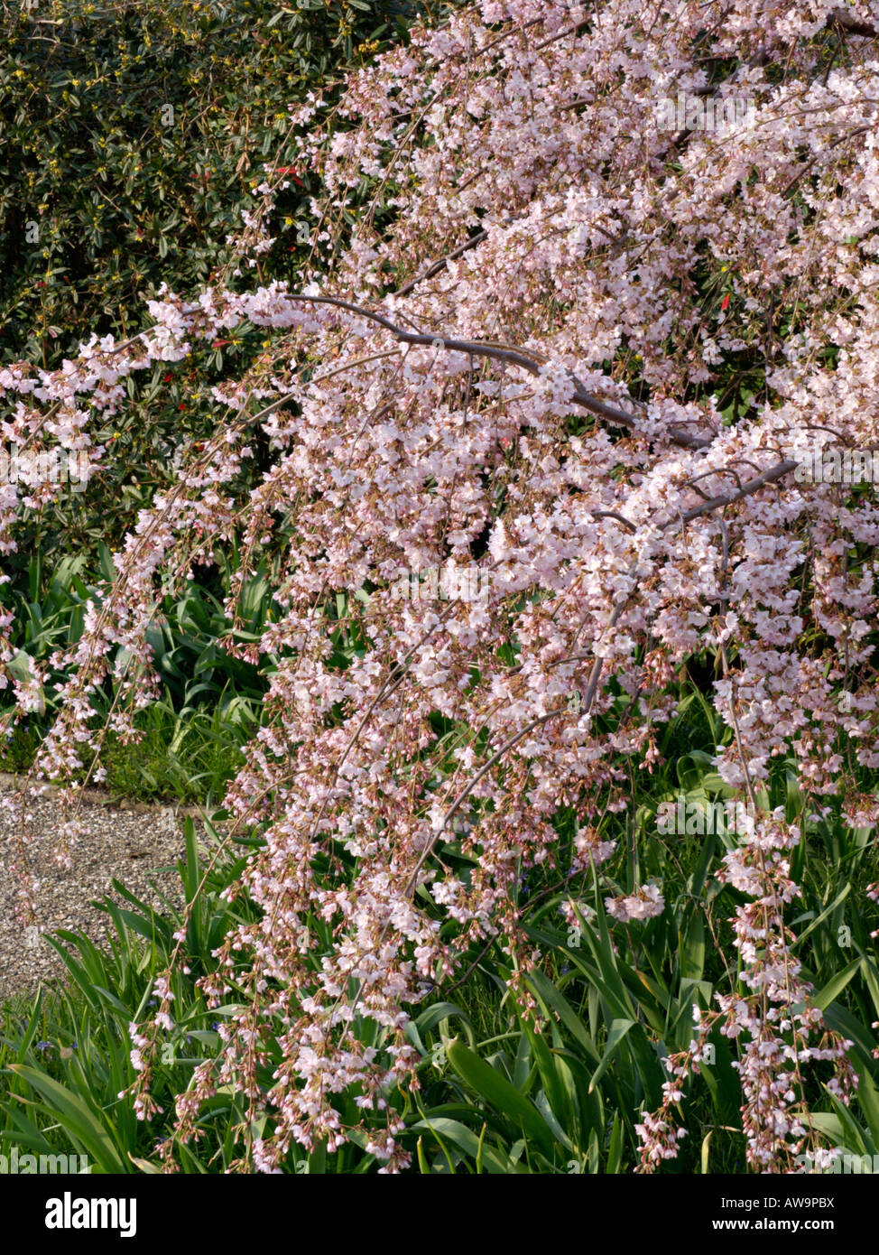 Autumn cherry (Prunus subhirtella 'Pendula') Stock Photo