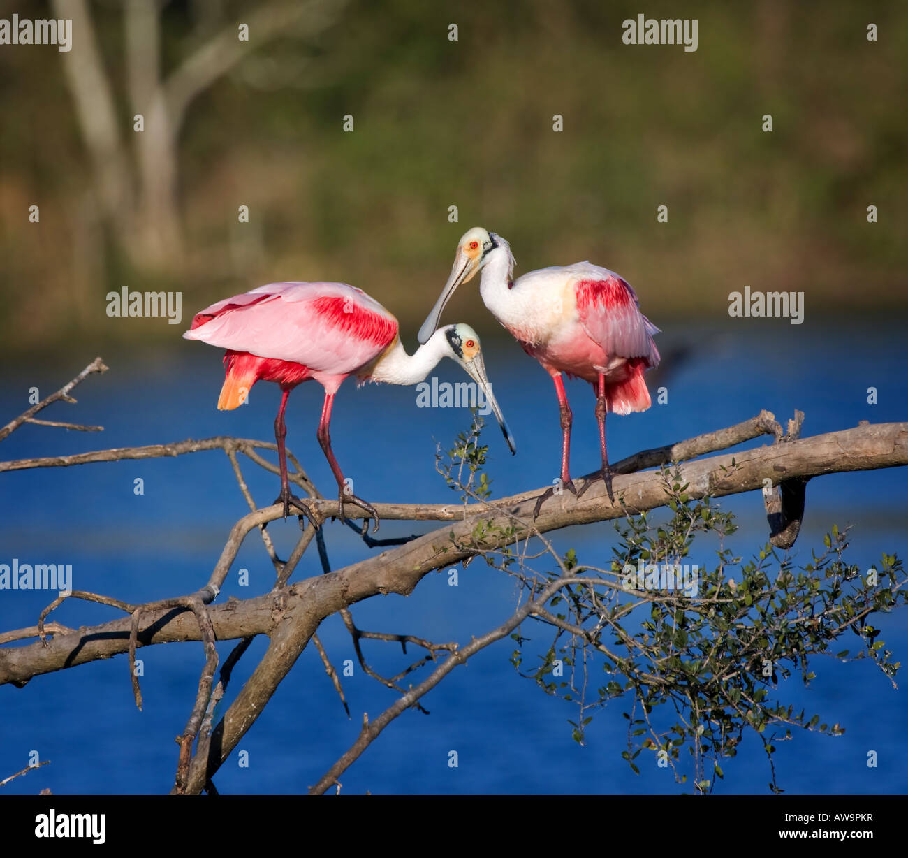 Courtship behavior of Roseate Spoonbills, platalea ajaja Stock Photo