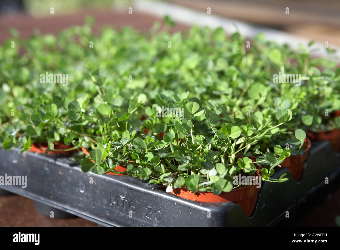 trays of potted shamrock plants ready to be packaged into bunches at hoop hill nurseries county Armagh Northern Ireland Stock Photo