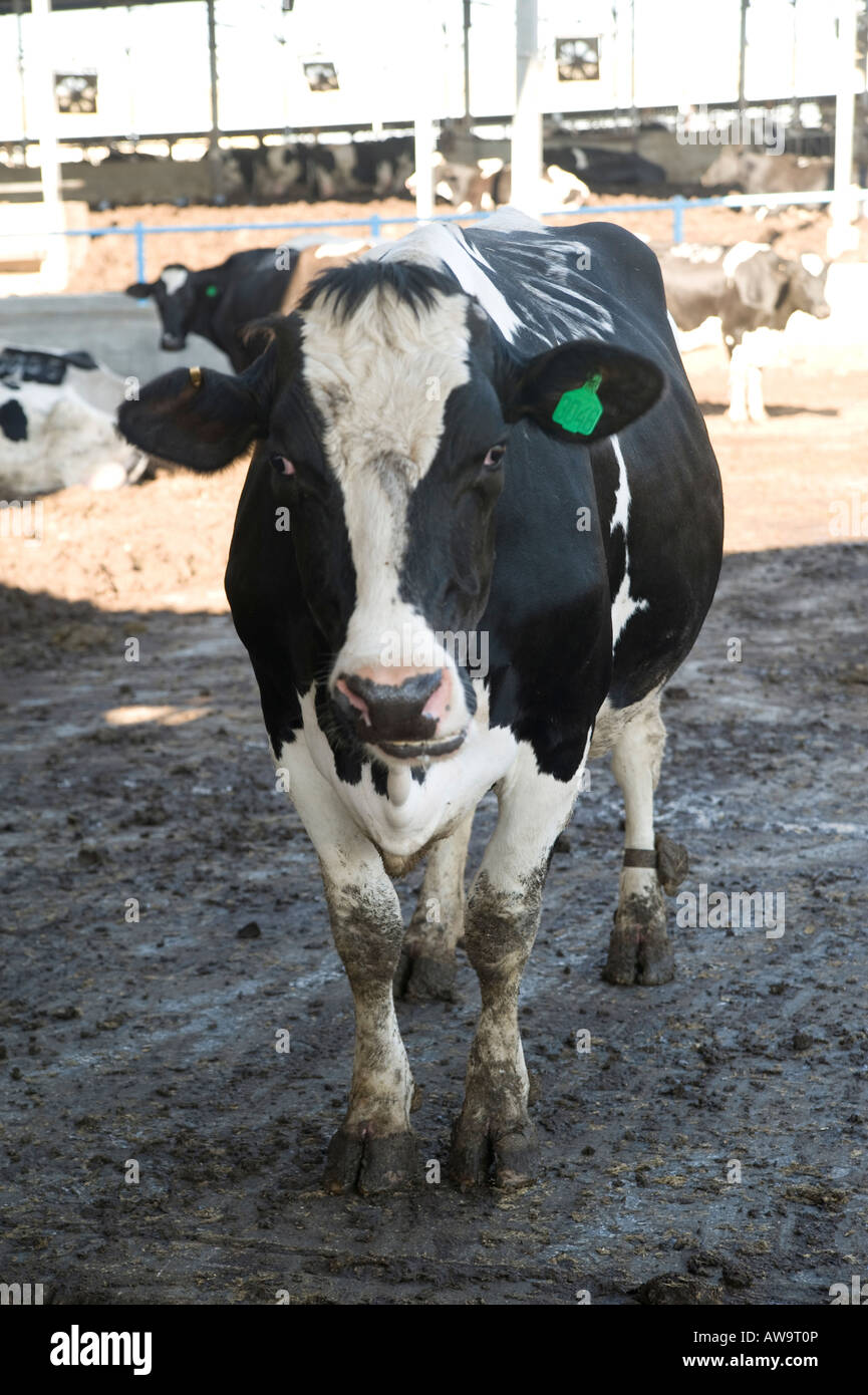 Israel cows in dairy farm Stock Photo Alamy