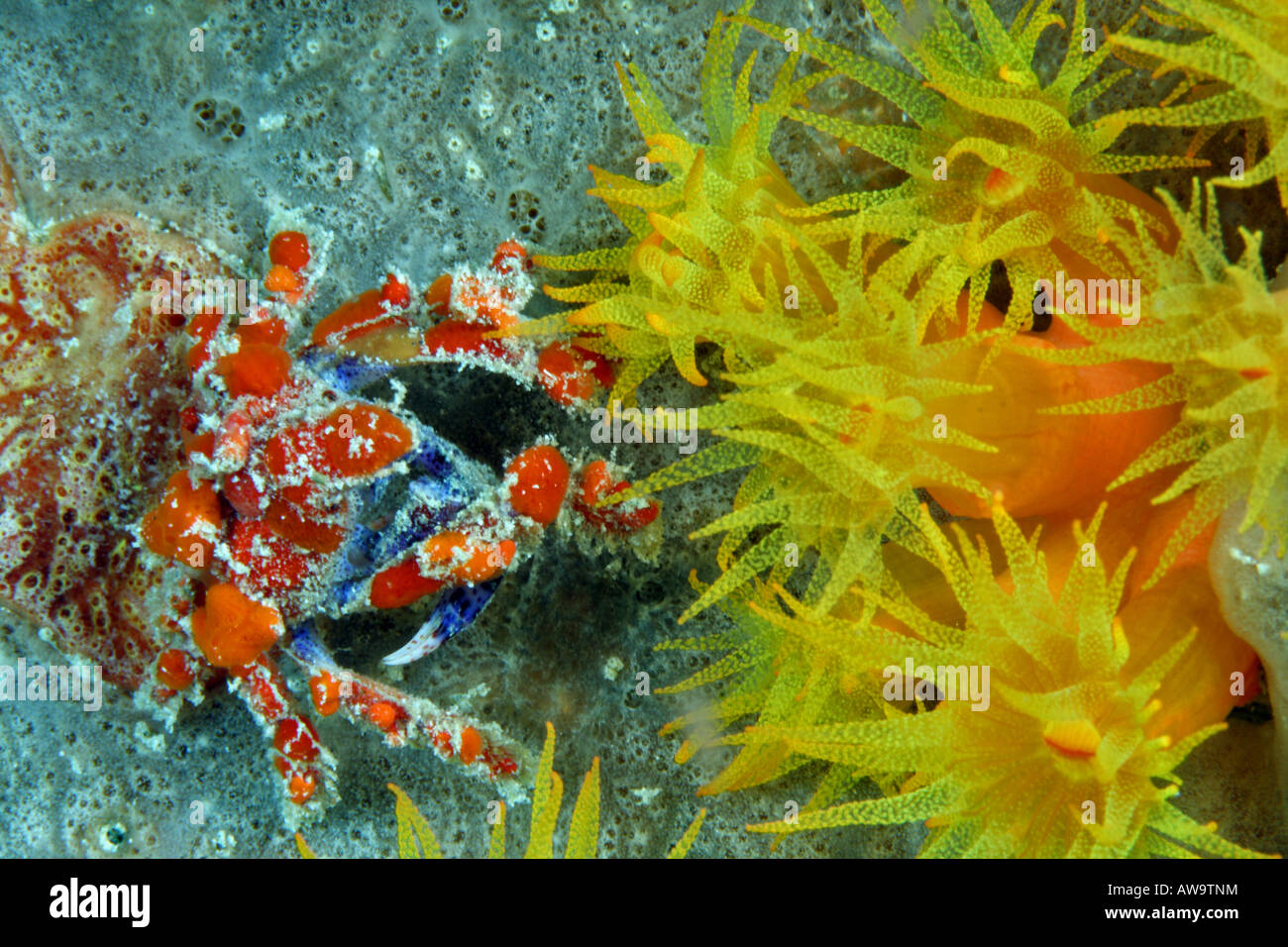 Cryptic teardrop crab pelia mutica at night on town pier Stock Photo