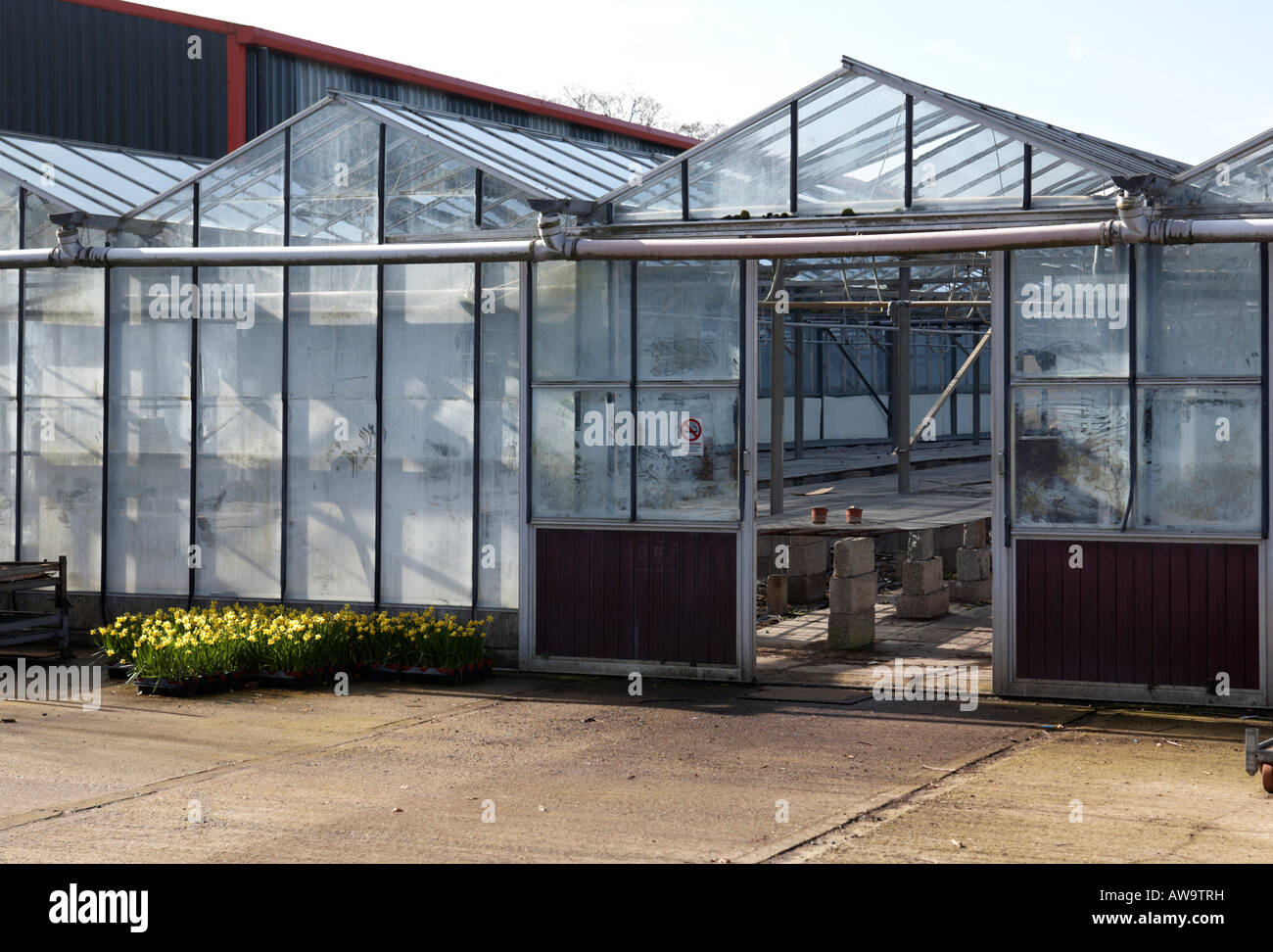 glass greenhouses in industrial scale at hoop hill nurseries county