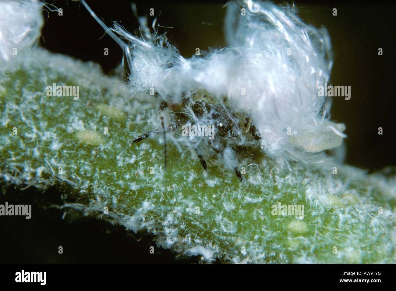 Alder psyllid Psylla alni nymph with waxy secretion on an alder stem Stock Photo