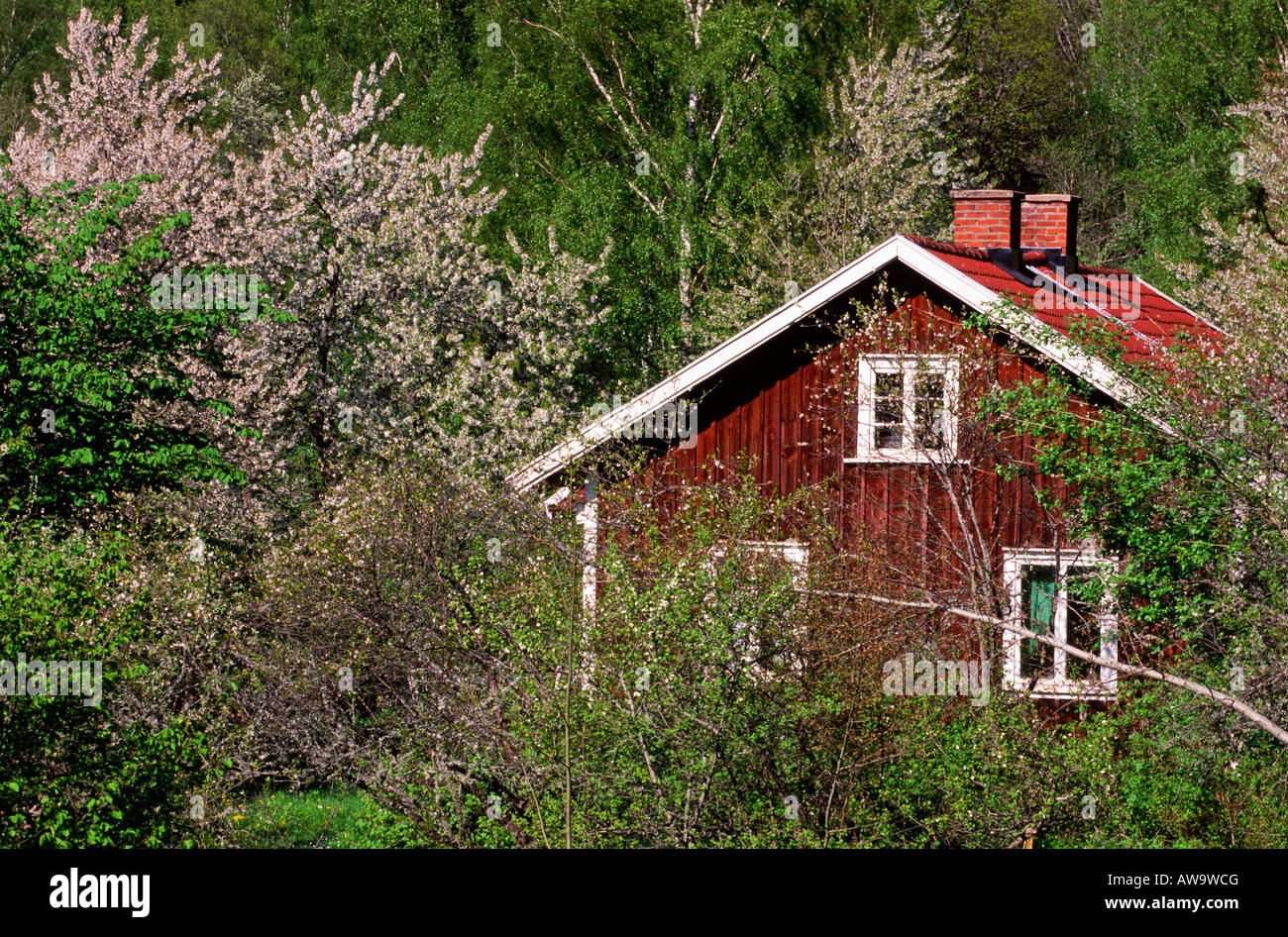 Spring shrubs cottage garden hi-res stock photography and images - Alamy