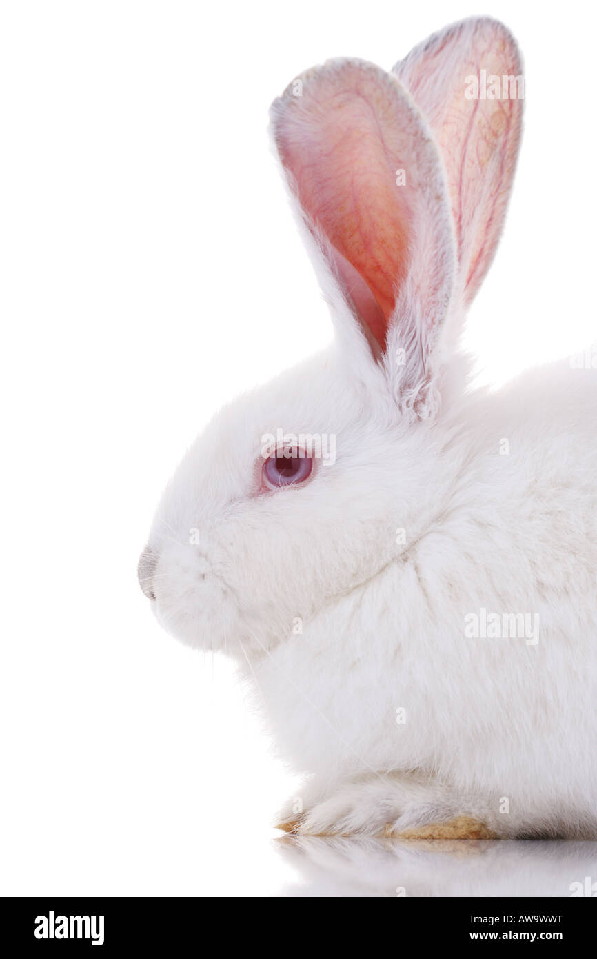 rabbit isolated on white background Stock Photo - Alamy