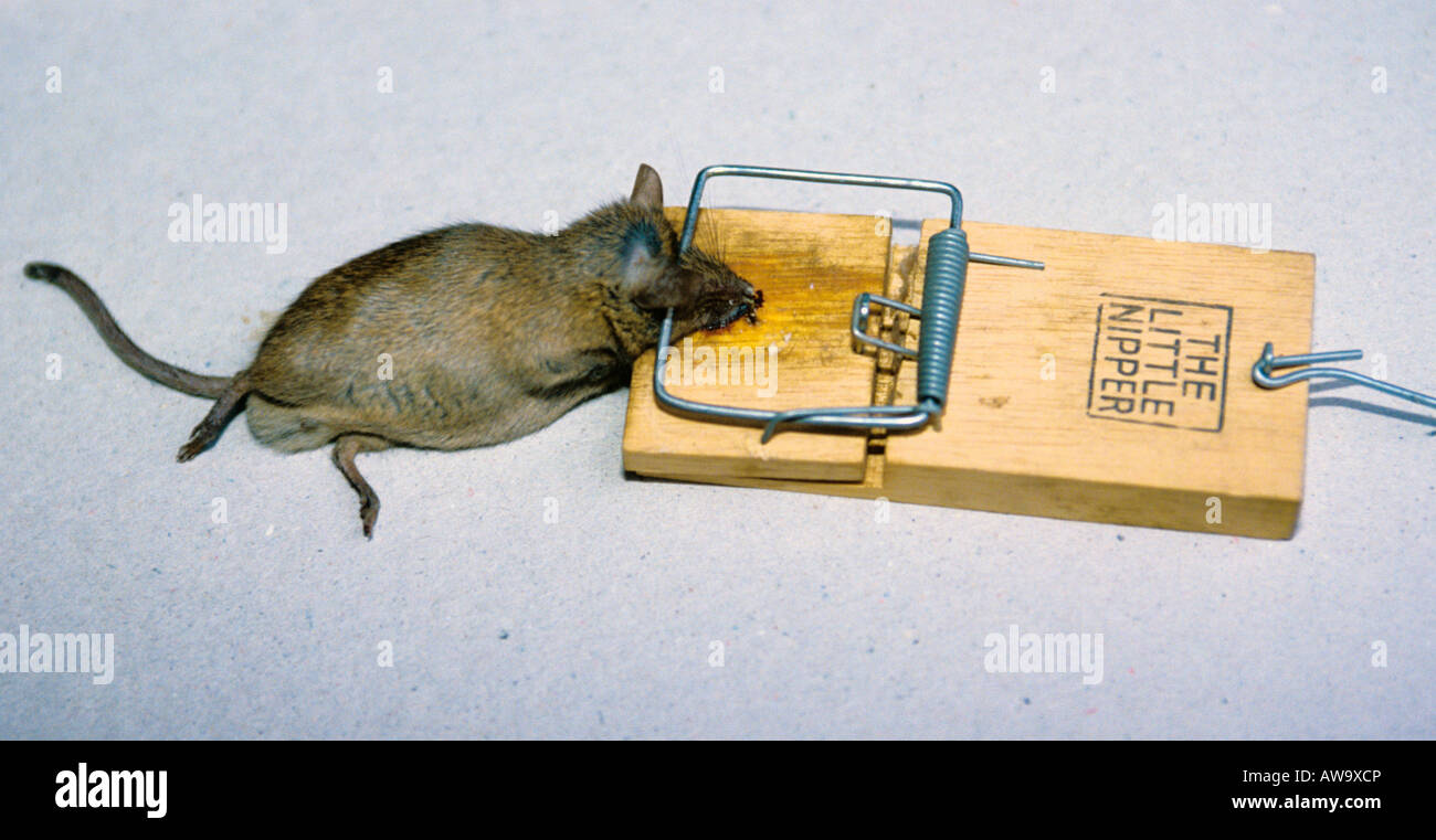 Rat caught trap trapped hires stock photography and images Alamy