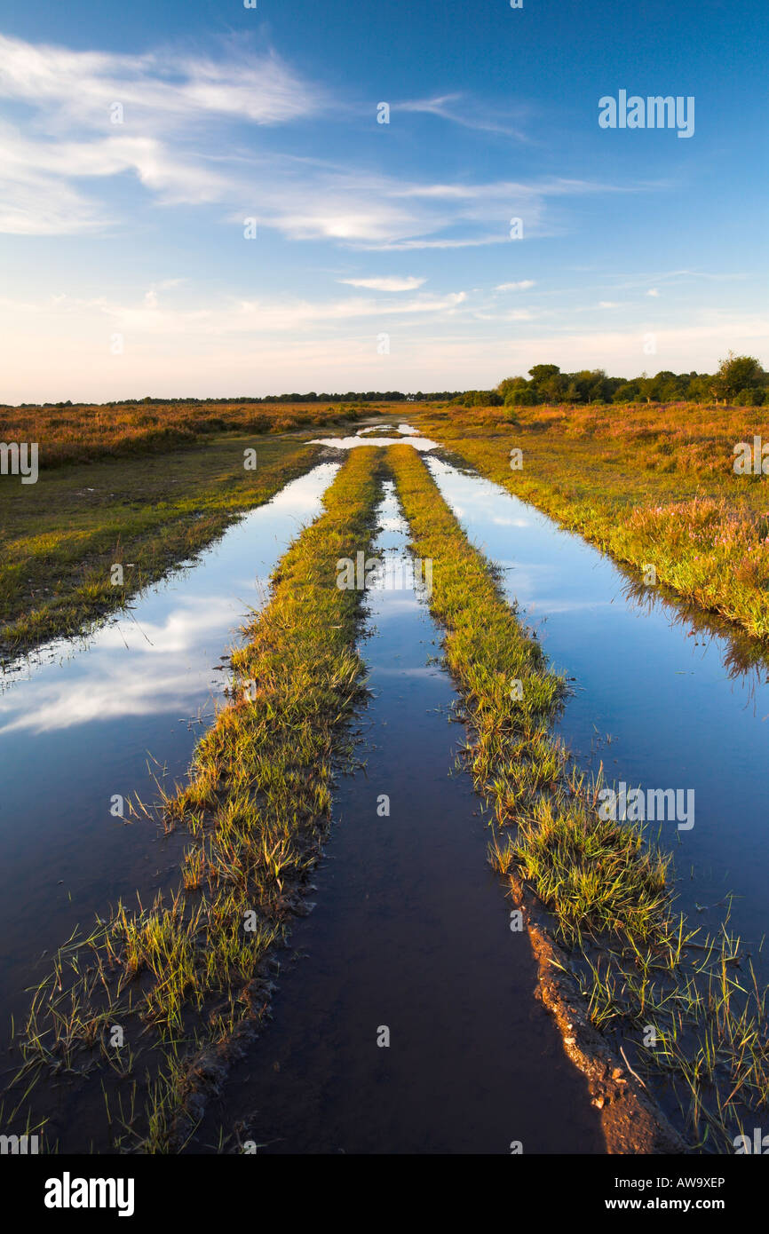 Flooded tracks on a late summers evening, New Forest Stock Photo