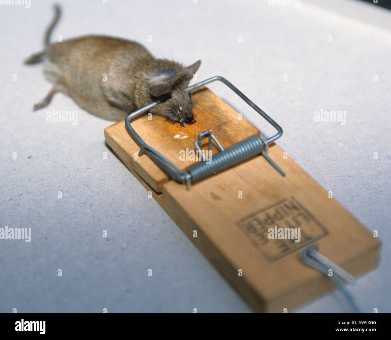 https://c8.alamy.com/comp/AW9XGG/dead-mouse-caught-in-a-mouse-trap-AW9XGG.jpg