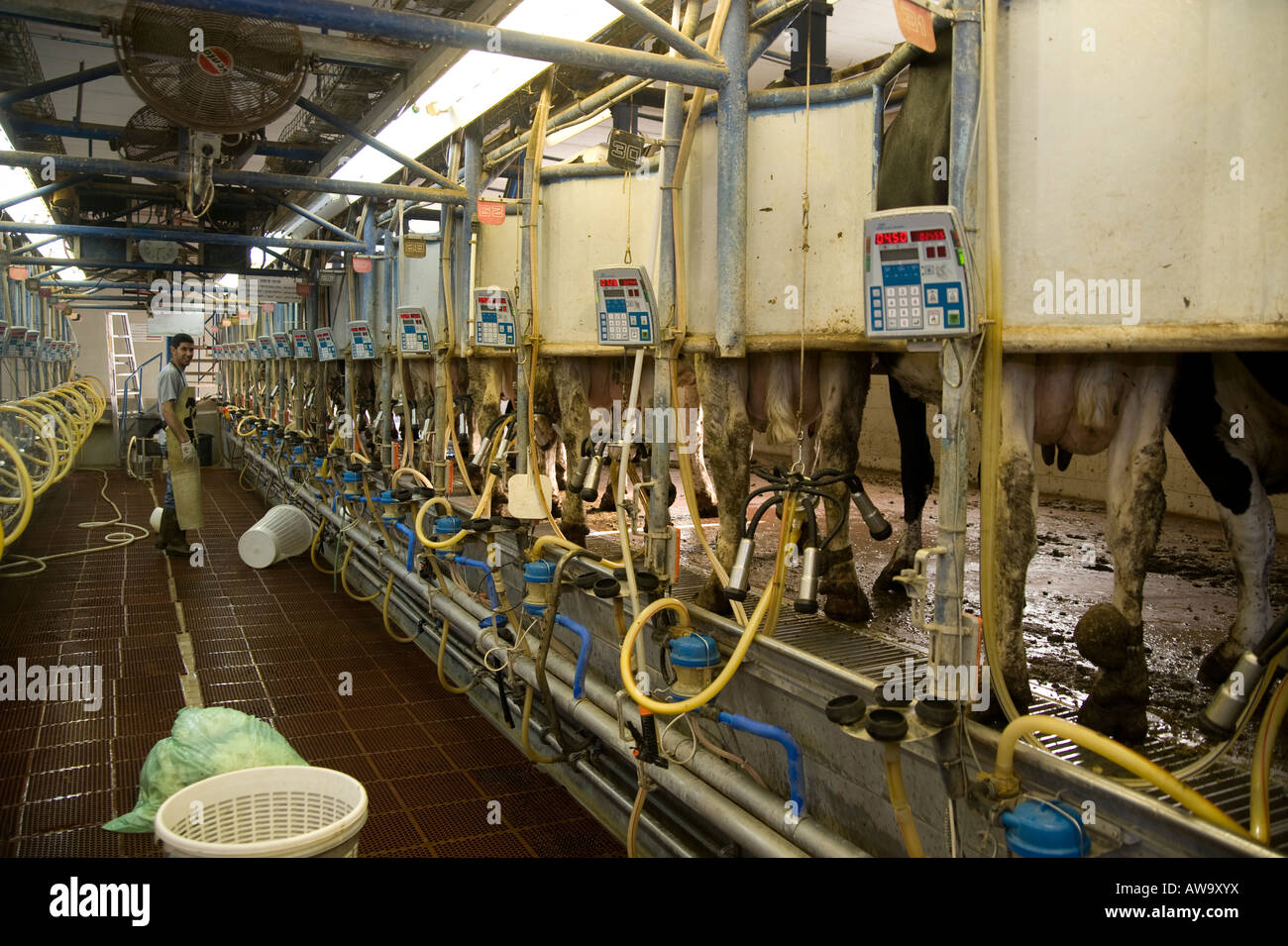 Israel cows in dairy farm Milking the cows Stock Photo Alamy