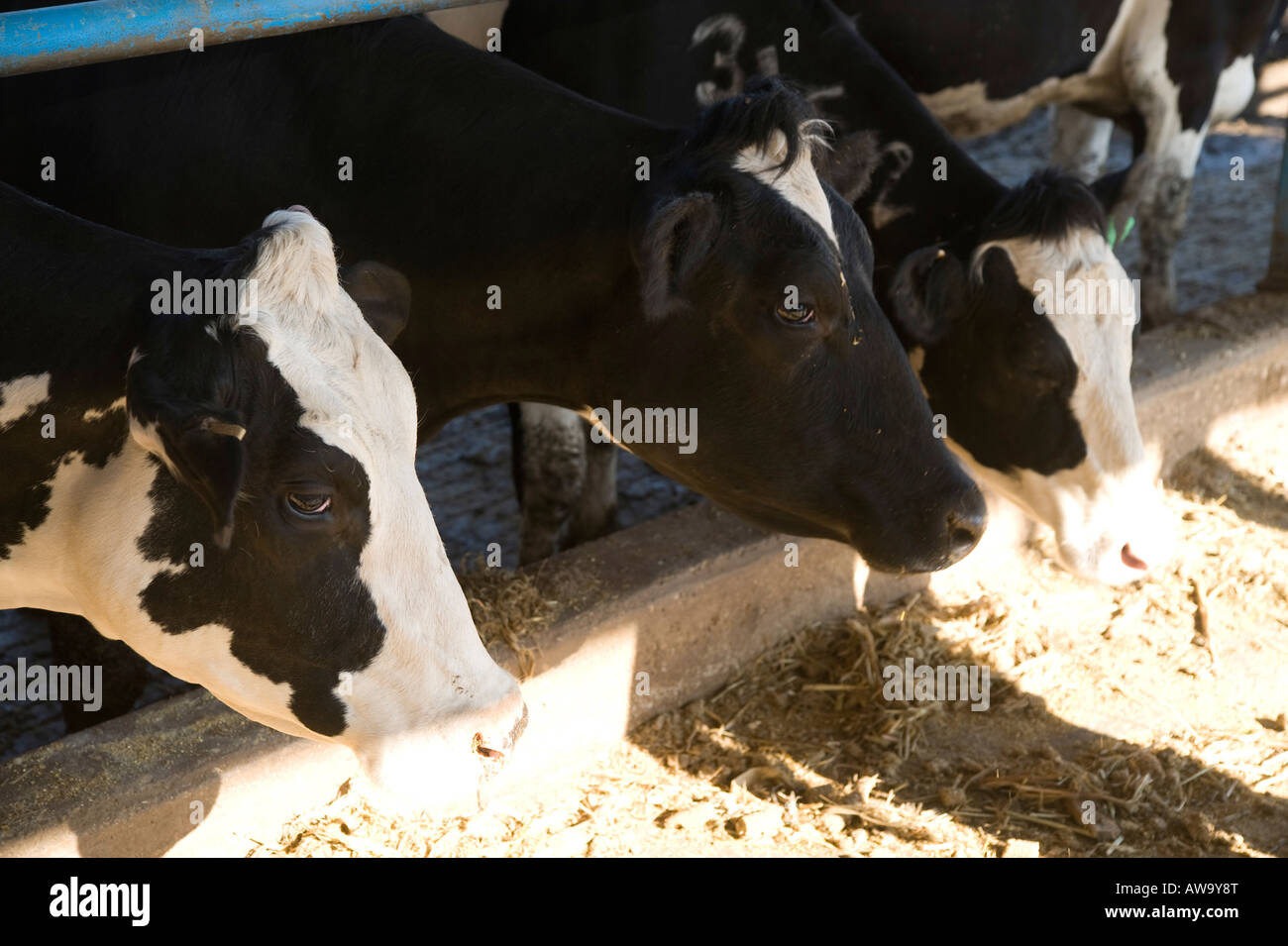 Israel cows in dairy farm feeding the animals Stock Photo Alamy