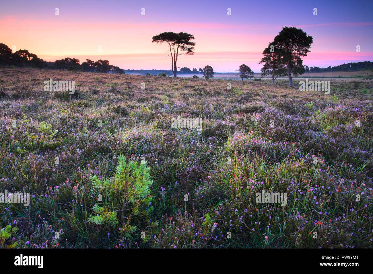 Wildflowers and pine trees on Wilverley Plain, New Forest Stock Photo
