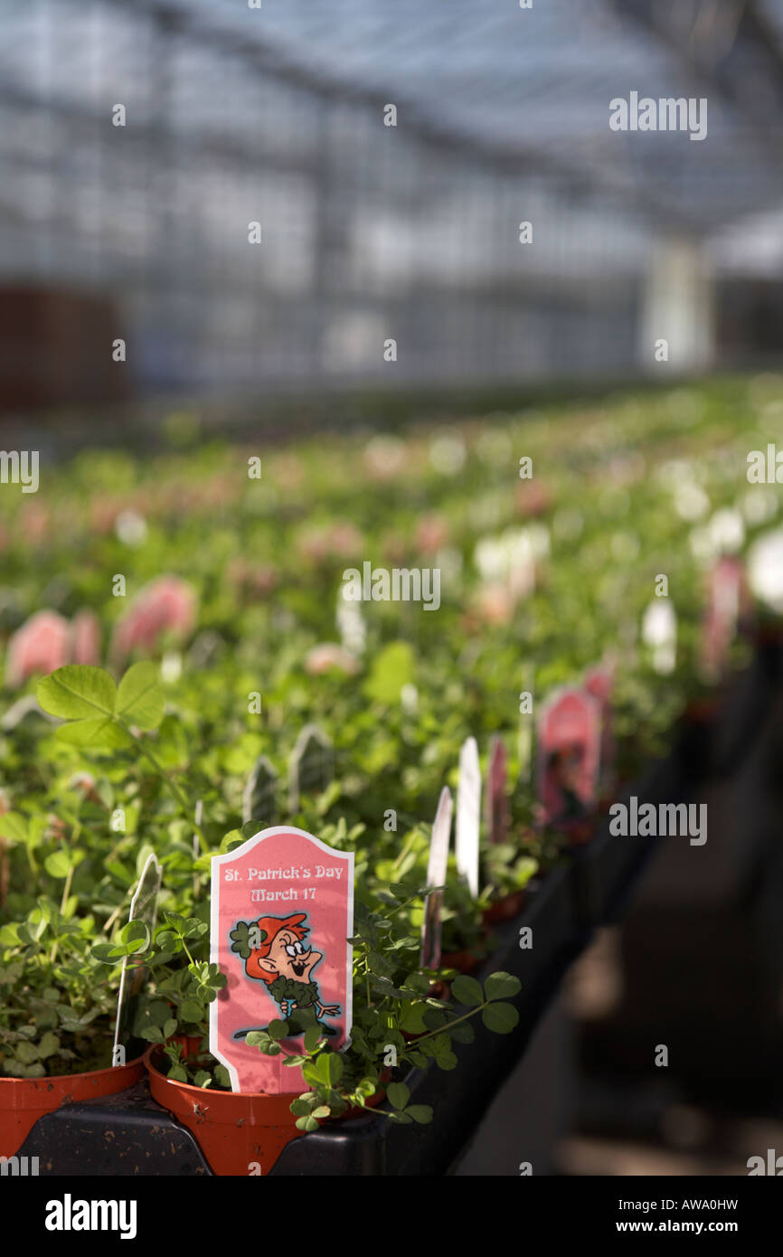 rows of potted shamrock plants ready for packing at hoop hill nurseries county Armagh Northern Ireland Stock Photo
