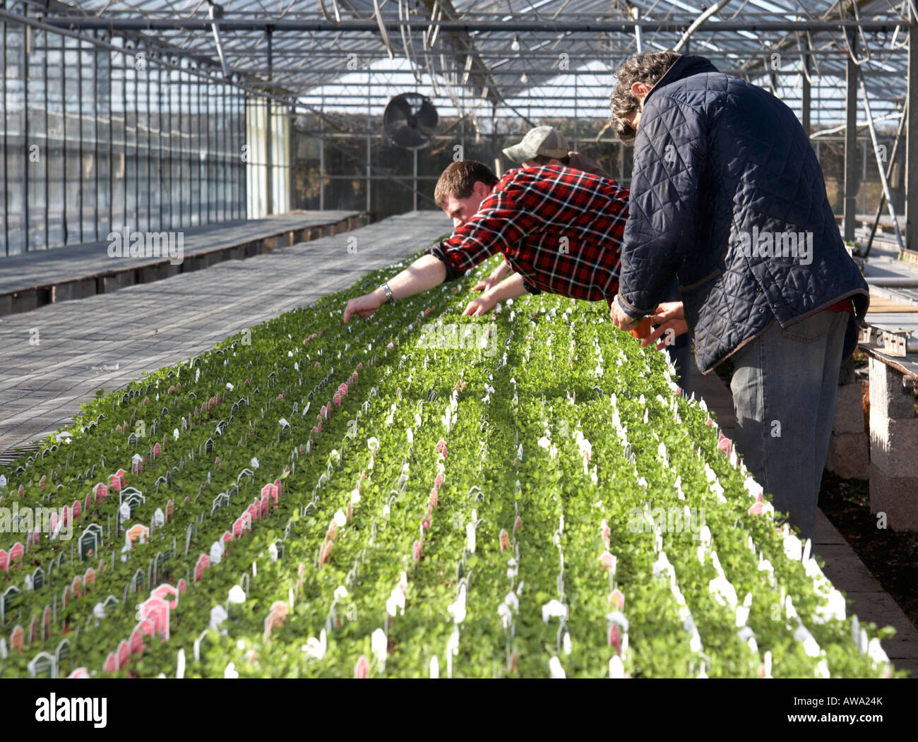 workers going over final preparation of rows of potted shamrock at hoop hill nurseries county Armagh Northern Ireland Stock Photo
