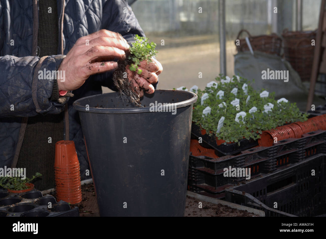 worker washing the compost soil off shamrock plants for export at hoop hill nurseries county Armagh Northern Ireland Stock Photo