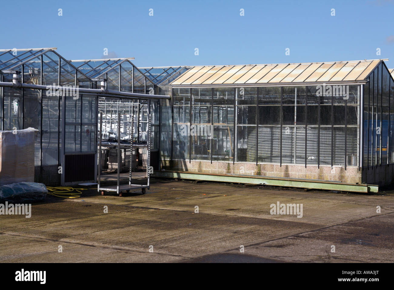 glass greenhouses in industrial scale at hoop hill nurseries county Armagh Northern Ireland
