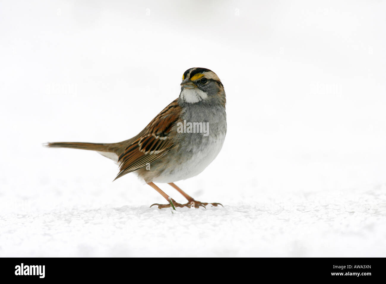 White throated Sparrow in Snow Stock Photo