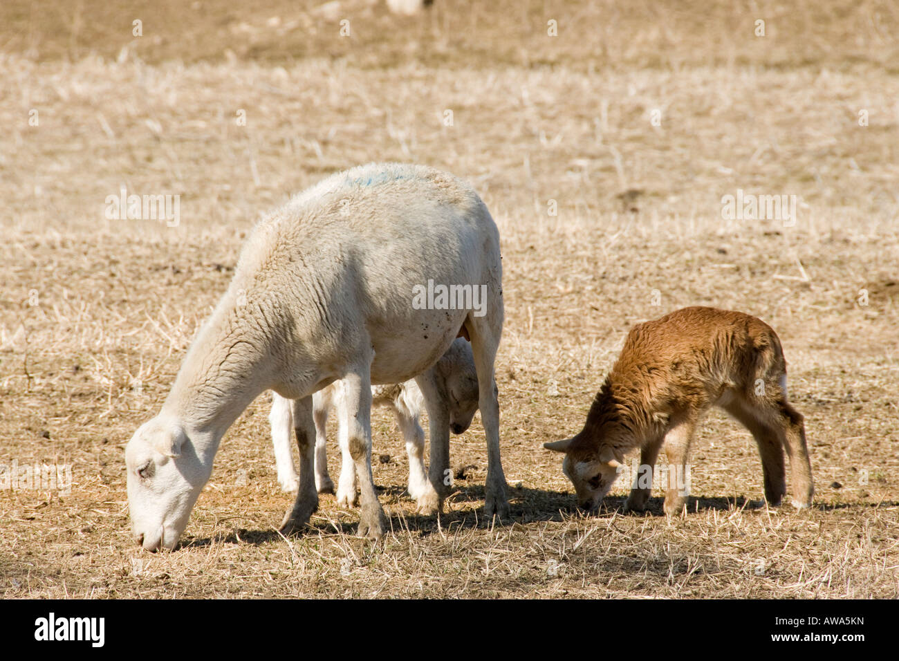 An ewe with twin spring lambs. Kansas, USA. Stock Photo