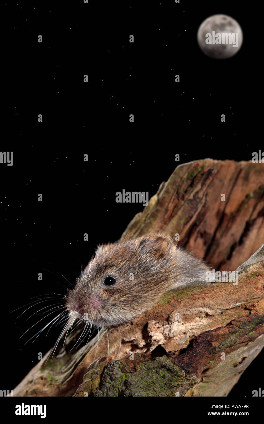 short-tailed vole Microtus agrestis with moon and stars Stock Photo