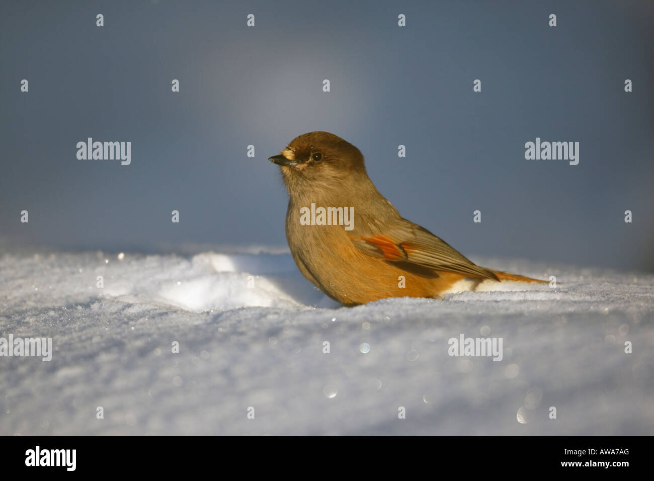 Siberian jay Perisoreus infaustus Finland winter Stock Photo