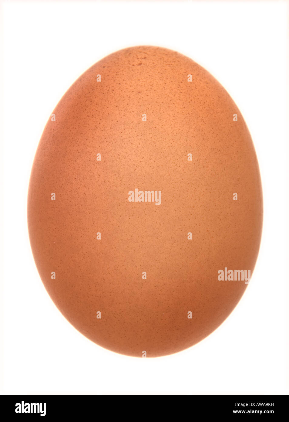 A chicken's egg Stock Photo Alamy