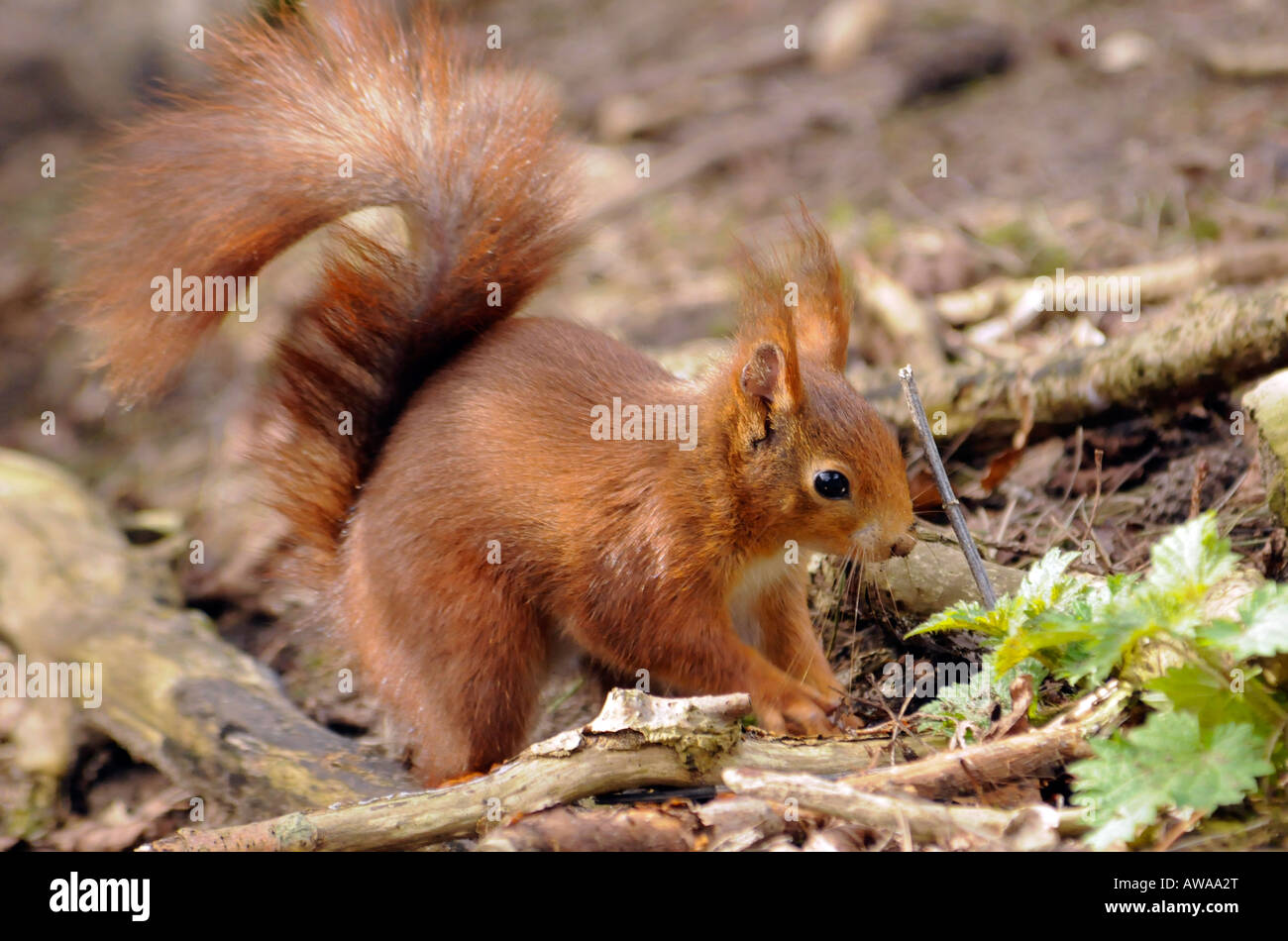 Red Squirrel Retrieving Nuts Stock Photo Alamy