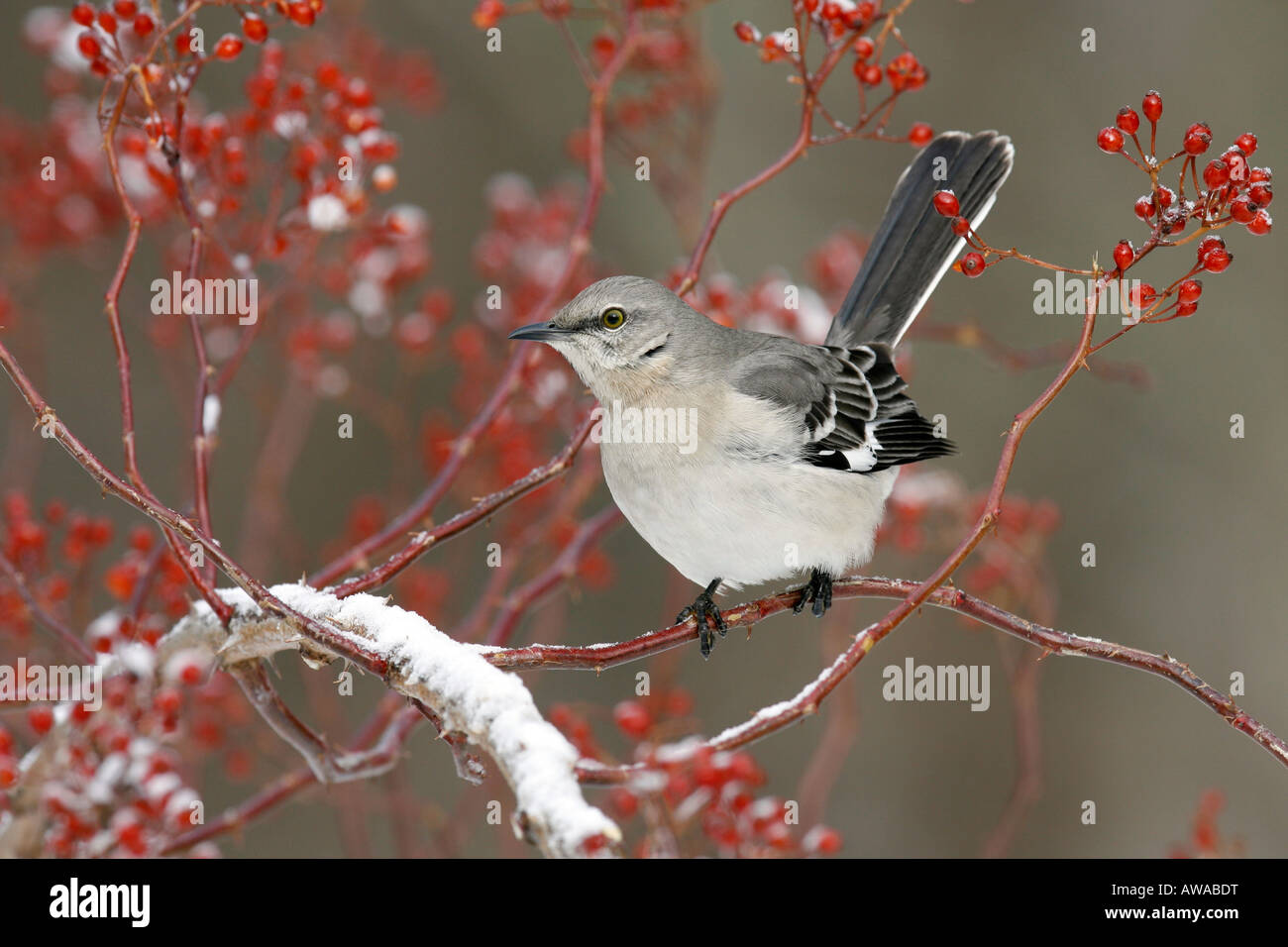 Northern Mockingbird Perched in Multiflora Rose Berries with Snow Stock Photo