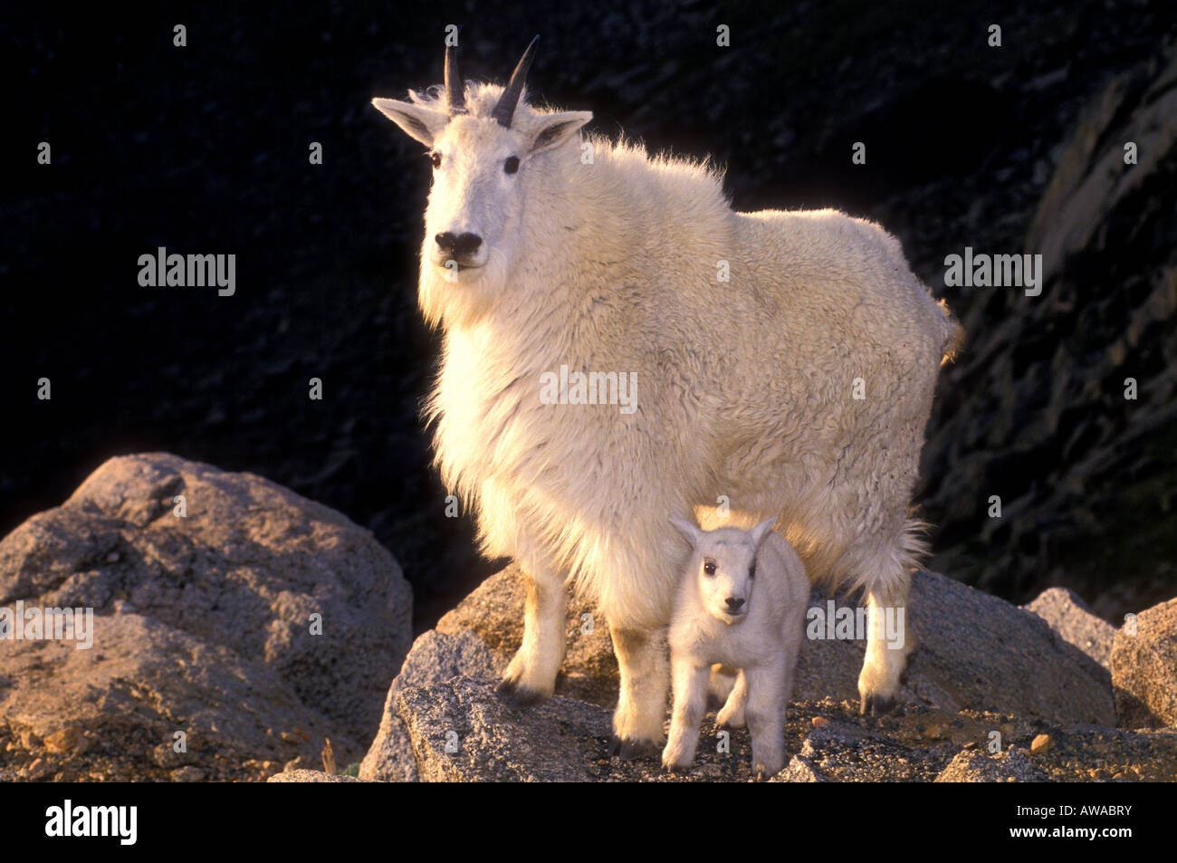 MG-108, MOUNTAIN GOAT NANNY AND KID ON ROCK Stock Photo - Alamy