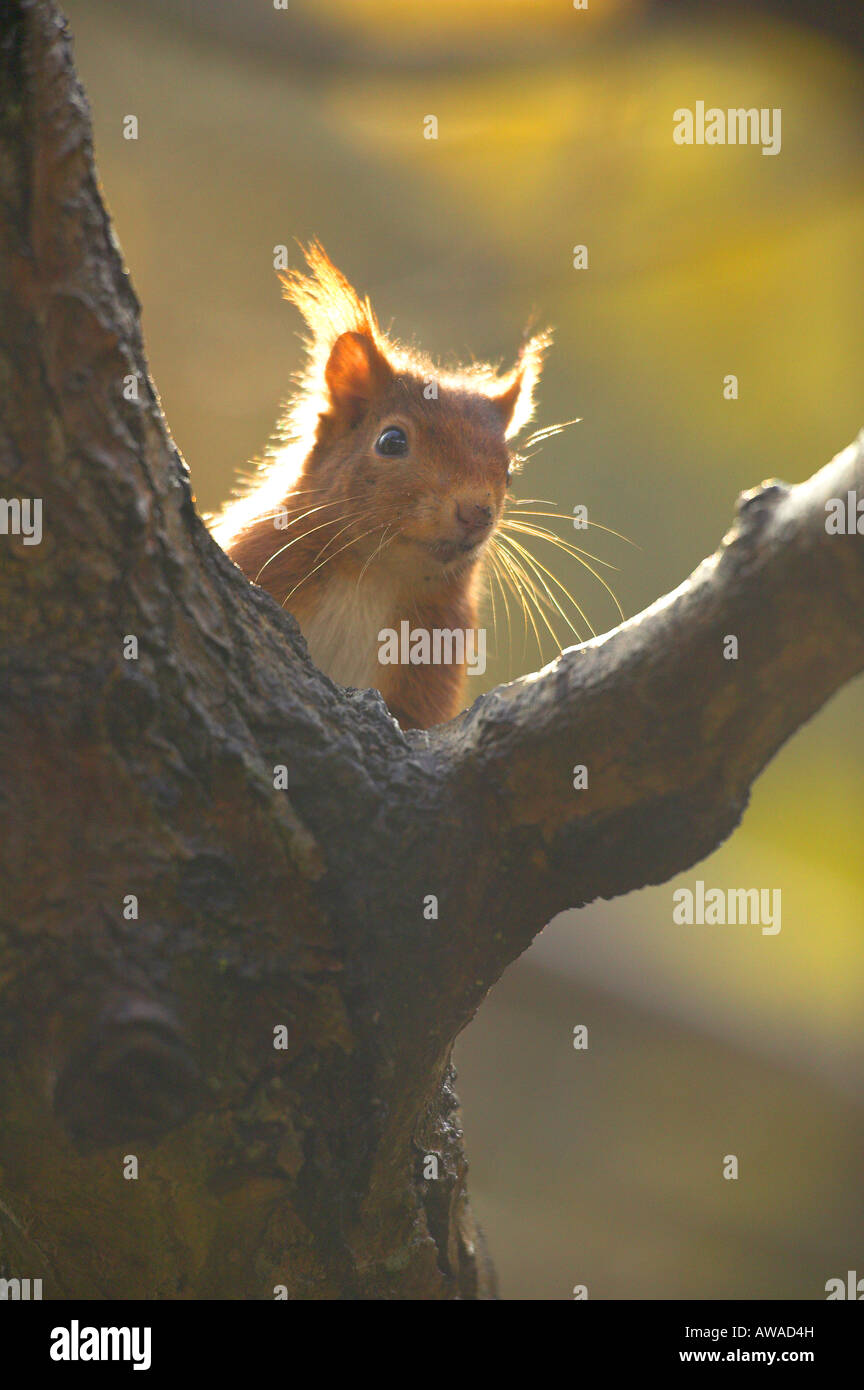 red squirrel in tree Stock Photo Alamy