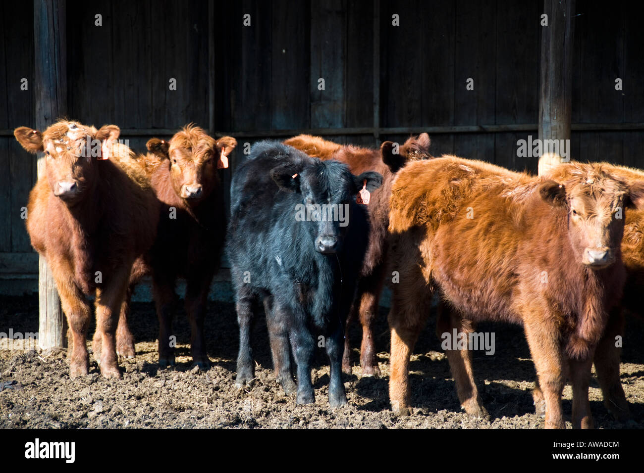 Feeder calves in Northeastern Kansas, USA. Stock Photo