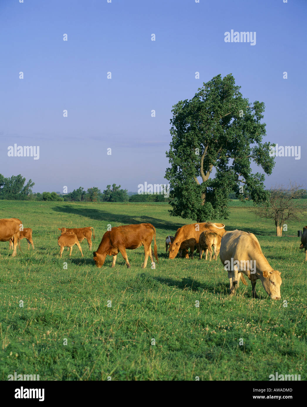 LIMOUSIN COW CALF HERD MISSOURI Stock Photo Alamy
