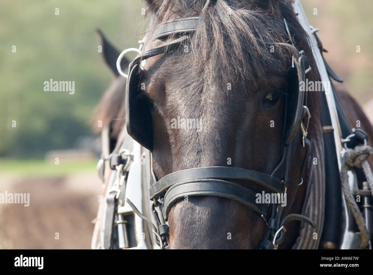 Close-up of Halter and Blinker Stock Image - Image of closeup, show:  119802421