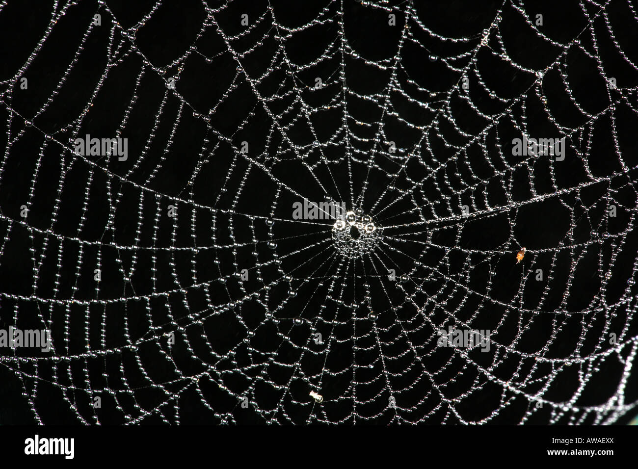 Spider web in the rainforest of Soberania national park, Republic of Panama. Stock Photo