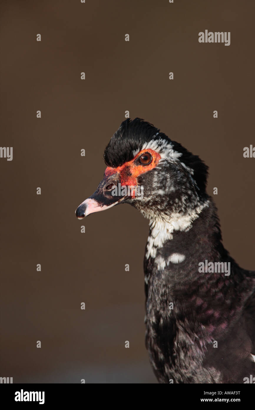 Muscovy Duck Cairina moschata close up of head and neck Verulamium Park, St Albans Stock Photo