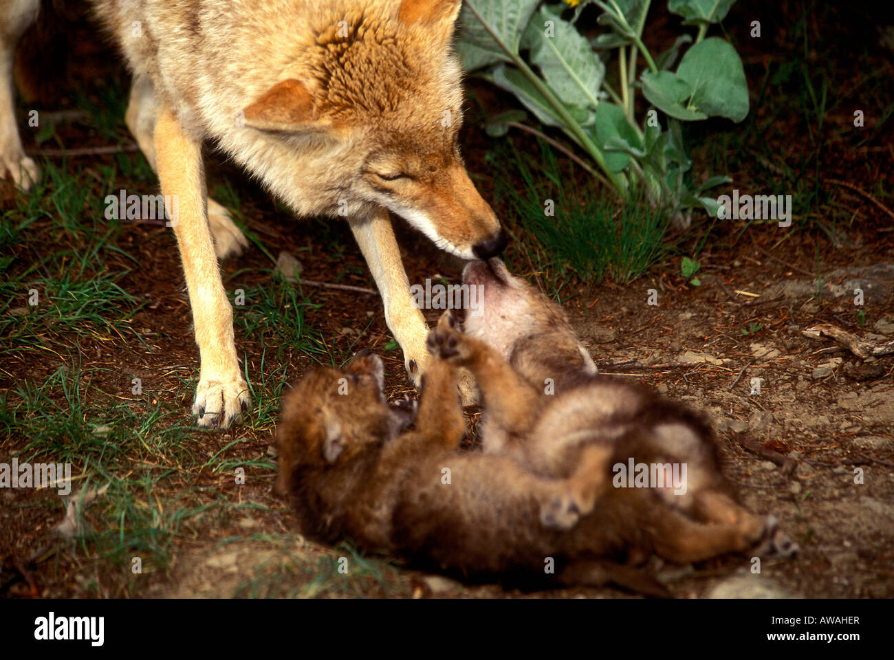 MC3274, COYOTE MOTHER AND PUPS Stock Photo Alamy