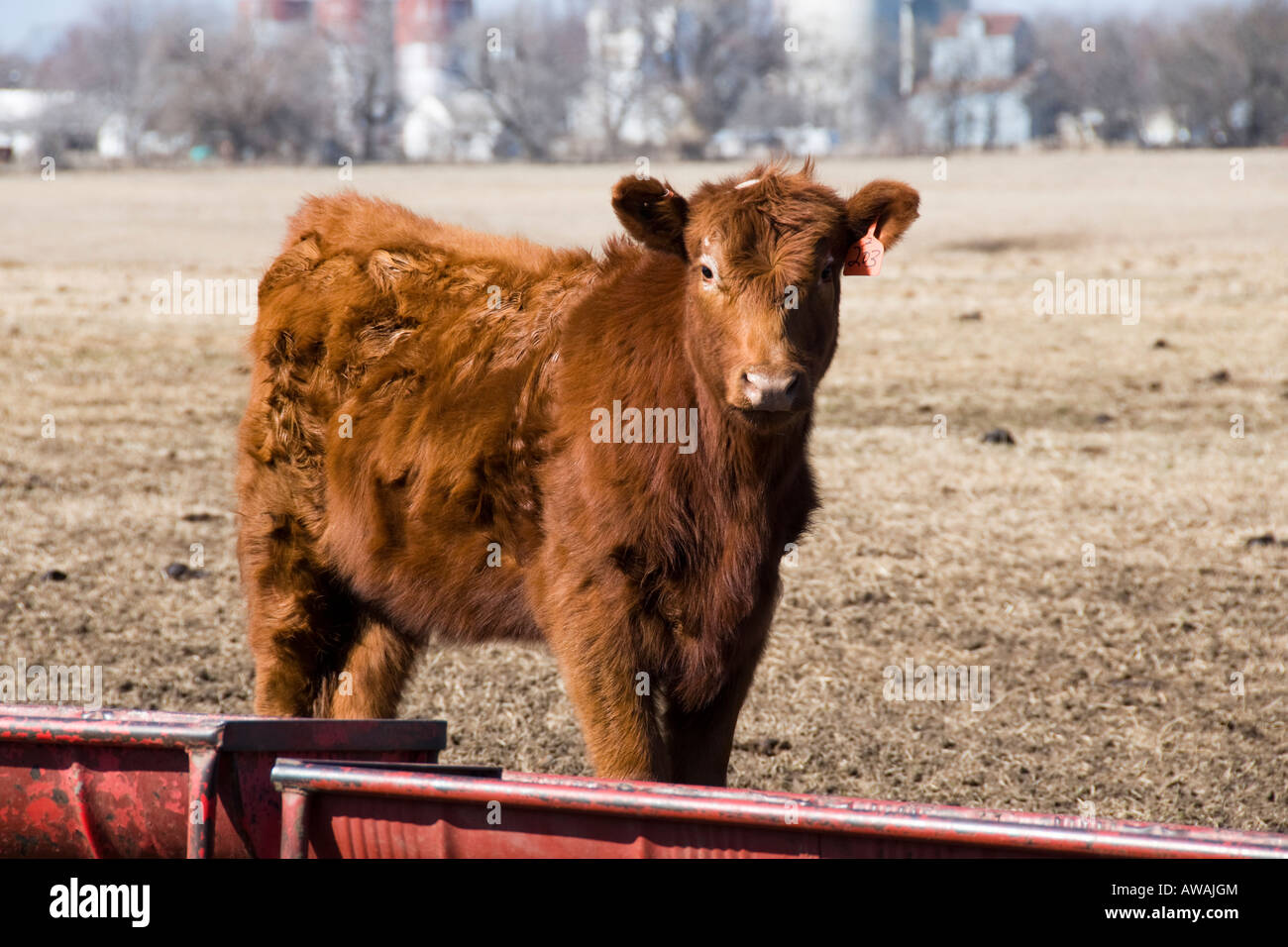 A calf in the countryside in Northeastern Kansas, USA. Stock Photo