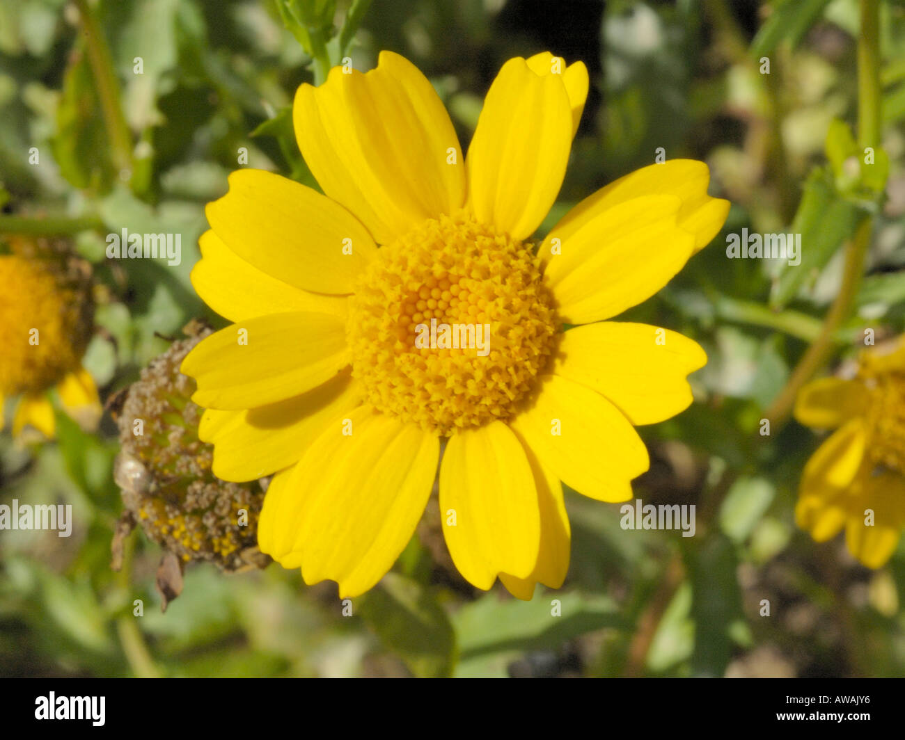 Corn Marigold, chrysanthemum segetum Stock Photo Alamy
