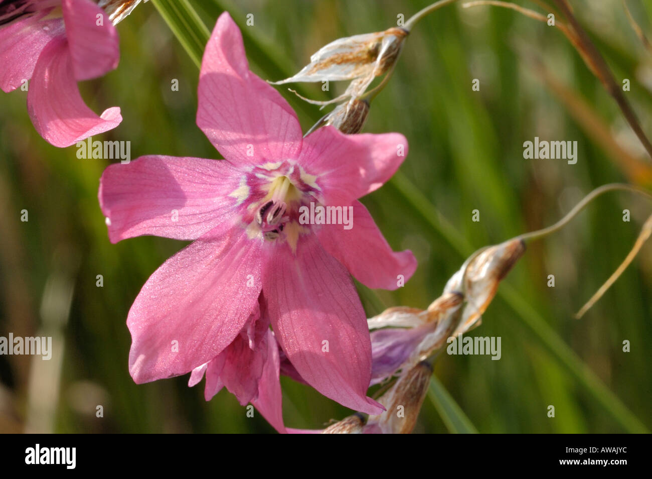 Angel's Fishing Rod Stock Photo Alamy