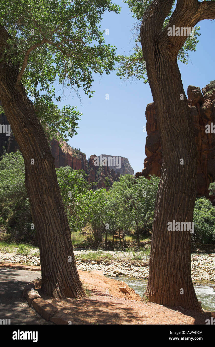 Cottonwood Trees, Zion Canyon Stock Photo Alamy