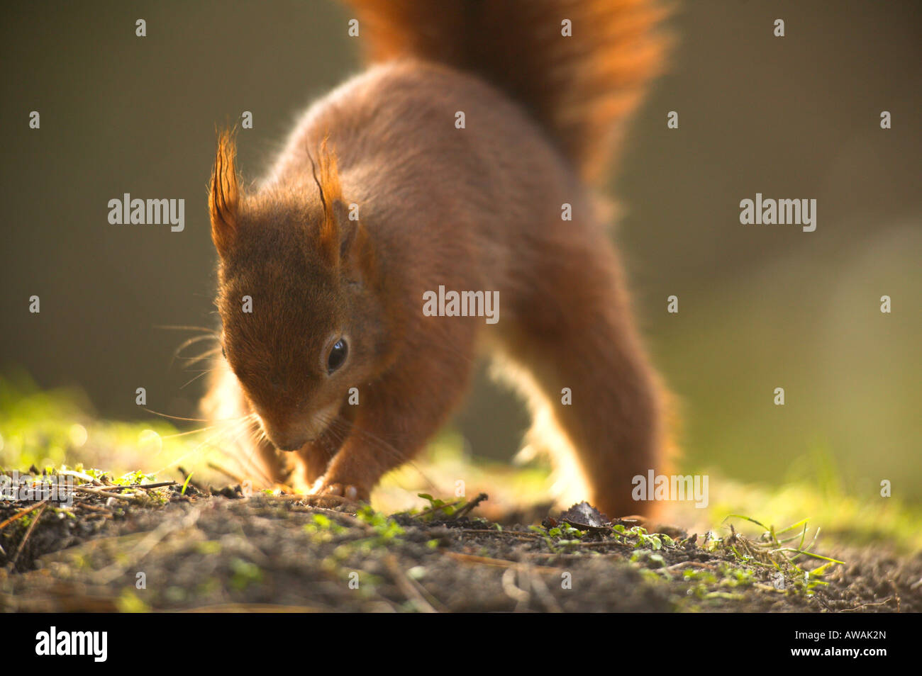 Squirrel burying nuts hires stock photography and images Alamy