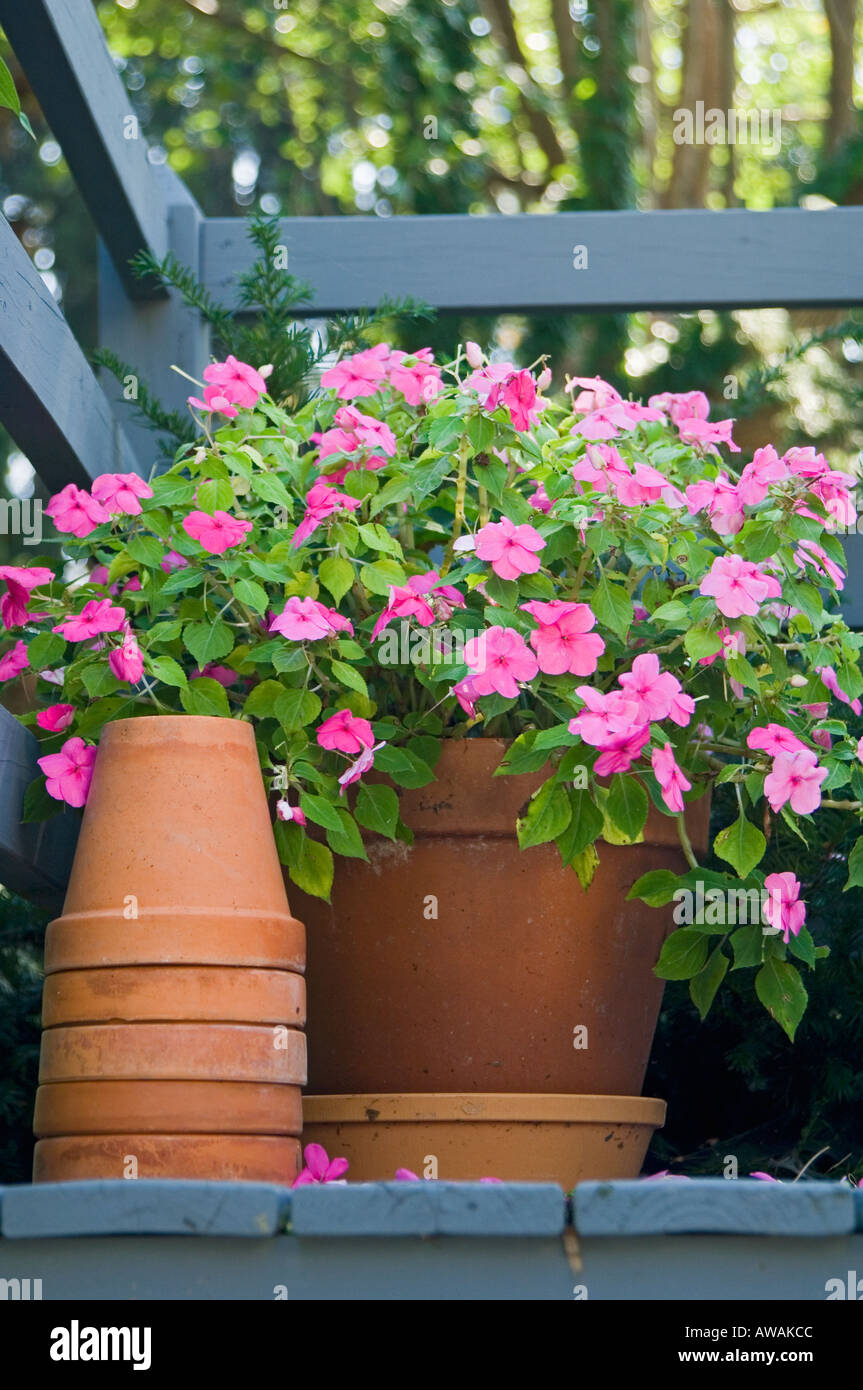 Flowers and flowerpots Stock Photo