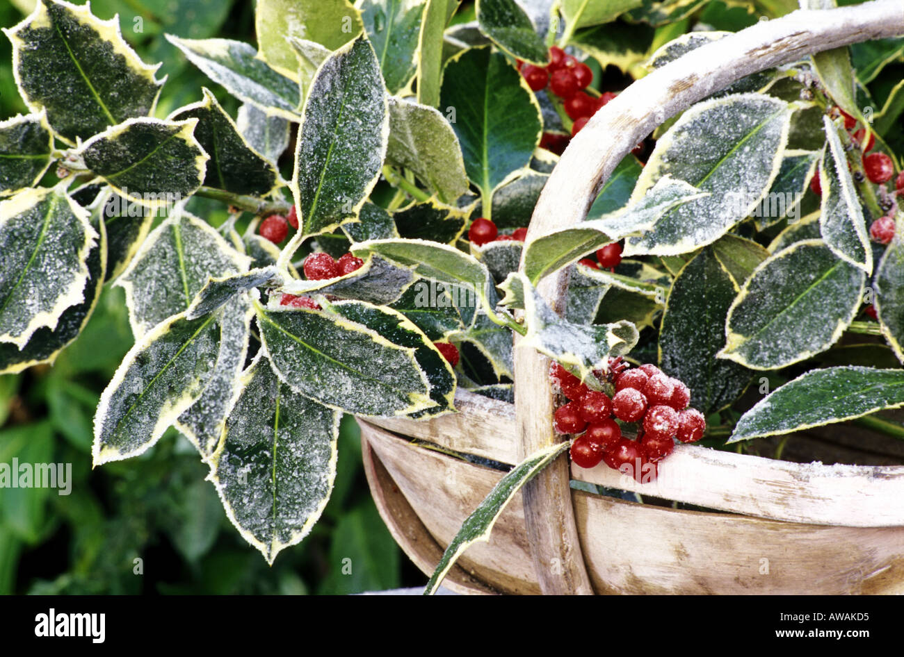 Frosty variegated  Ilex Aquifolium with red berries in wooden trug. Stock Photo
