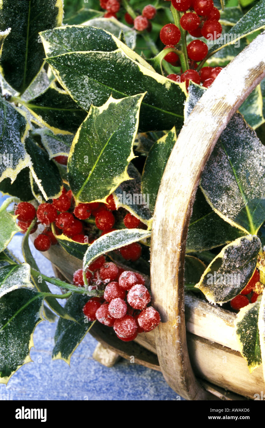 Frosty variegated Ilex Aquifolium with red  berries in wooden trug. Stock Photo