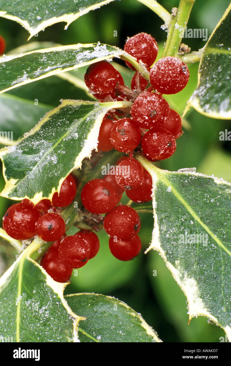 Frosty variegated Ilex Aquifolium with red  berries. Winter Stock Photo